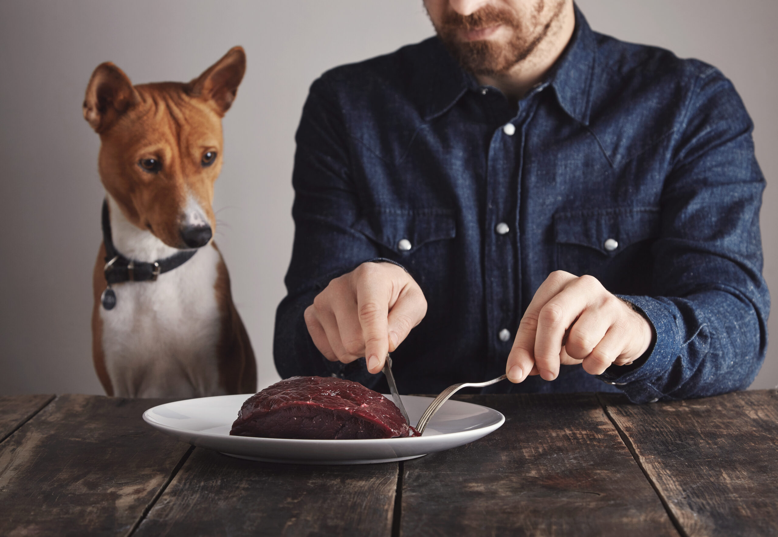 Can Dogs Eat Broccoli